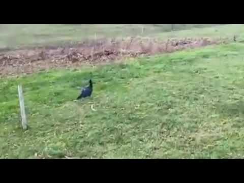 Prvi snimak IBIS ptice u Bosanskoj Krupi