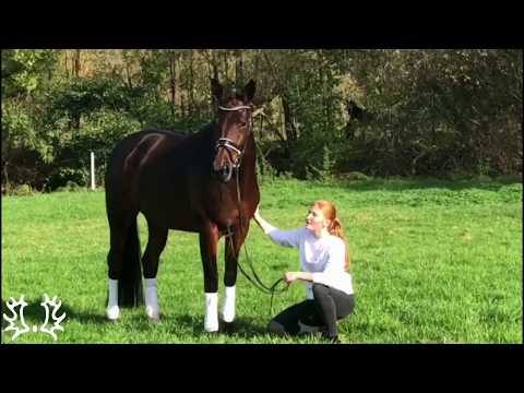 Kat. - Nr. 60 - Trakehner Hengstmarkt 2019 - Stute "Valenta" v. Oliver Twist- Showmaster *2015