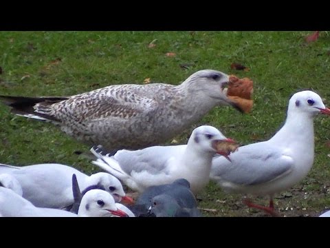 Early Morning Gull and Pigeon Feeding Frenzy - Kingsland Rd London
