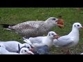 Early Morning Gull And Pigeon Feeding Frenzy Kingsland Rd London