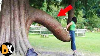 Farklı Şekillere Sahip 5 İnanılmaz Ağaç