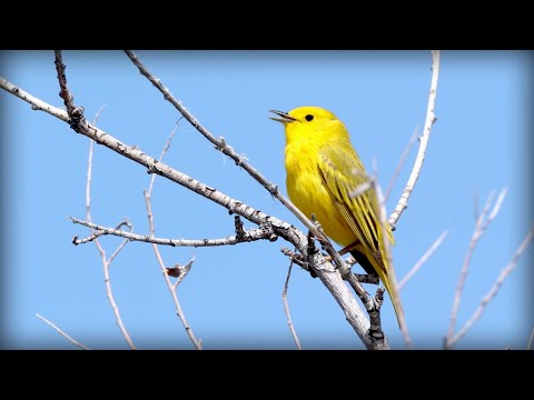 Horárik žltý (Setophaga petechia) — spev a hlas v prírode