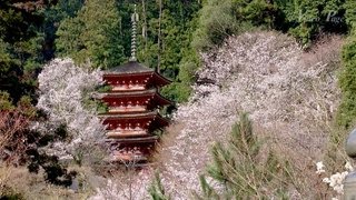 preview picture of video '奈良大和路　祈りの初瀬　花の御寺　長谷寺　桜'