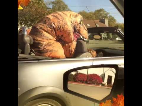 Pickles B-Rex, on a Sunday drive...