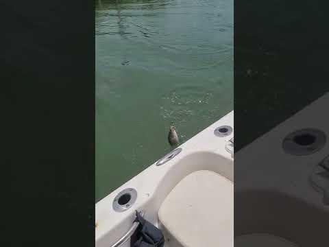 keylargo back country fishing mangrove Snappers #shorts #fishing #fishingfamily #keylargo