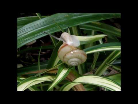 でんでん虫　snails