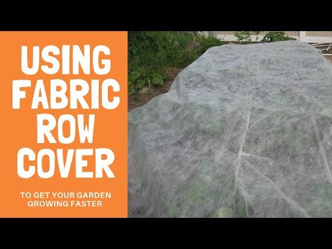 Using Fabric Row Cover in Spring for faster growth
