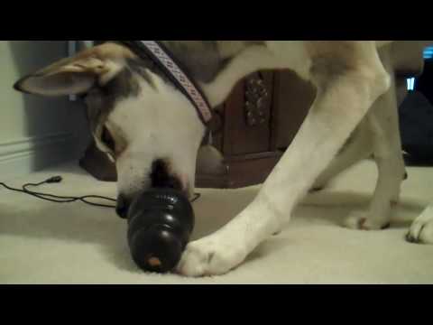 Angel the Husky mix versus Extreme Kong