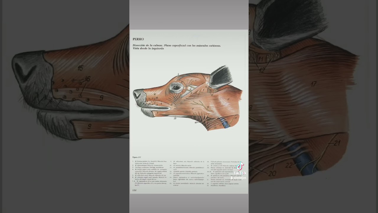 ¿dónde estudiar anatomía veterinaria?