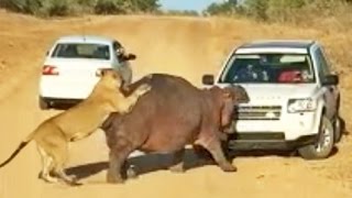 Hippo Bites Land Rover As Lions Attack