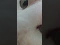 Fat Boy Waking