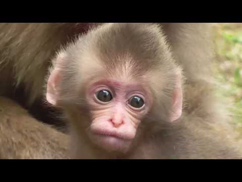 Mountain Monkey - Newborn Baby 01 山猿 - 赤ちゃん 01