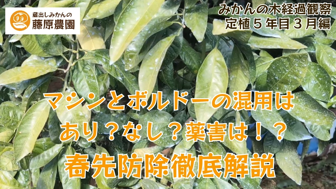 みかん成長観察2026年3月編