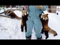 Red Pandas are obsessed with apple〜リンゴに夢中のレッサ ...