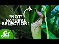 Does Evolution Happen Gradually or Suddenly?