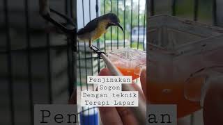 Download lagu CARA MENJINAKKAN SOGON PART 1 DENGAN TERAPI LAPAR mp3