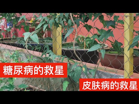 燕子藤功效