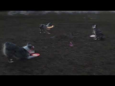 User submitted video