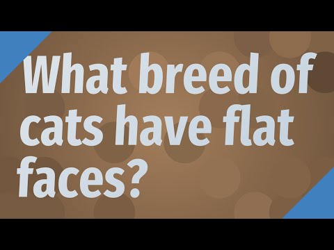 What breed of cats have flat faces?