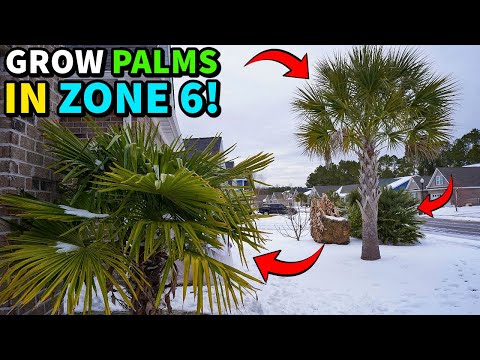 10 COLD HARDY PALMS That THRIVE Down To Zone 6!