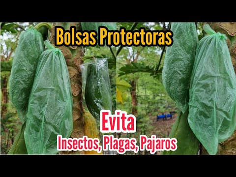 , title : 'Crea Bolsas Protectoras de Frutos - Evita Las Plagas, Insectos, Pájaros - Tendrás Frutos de Calidad'