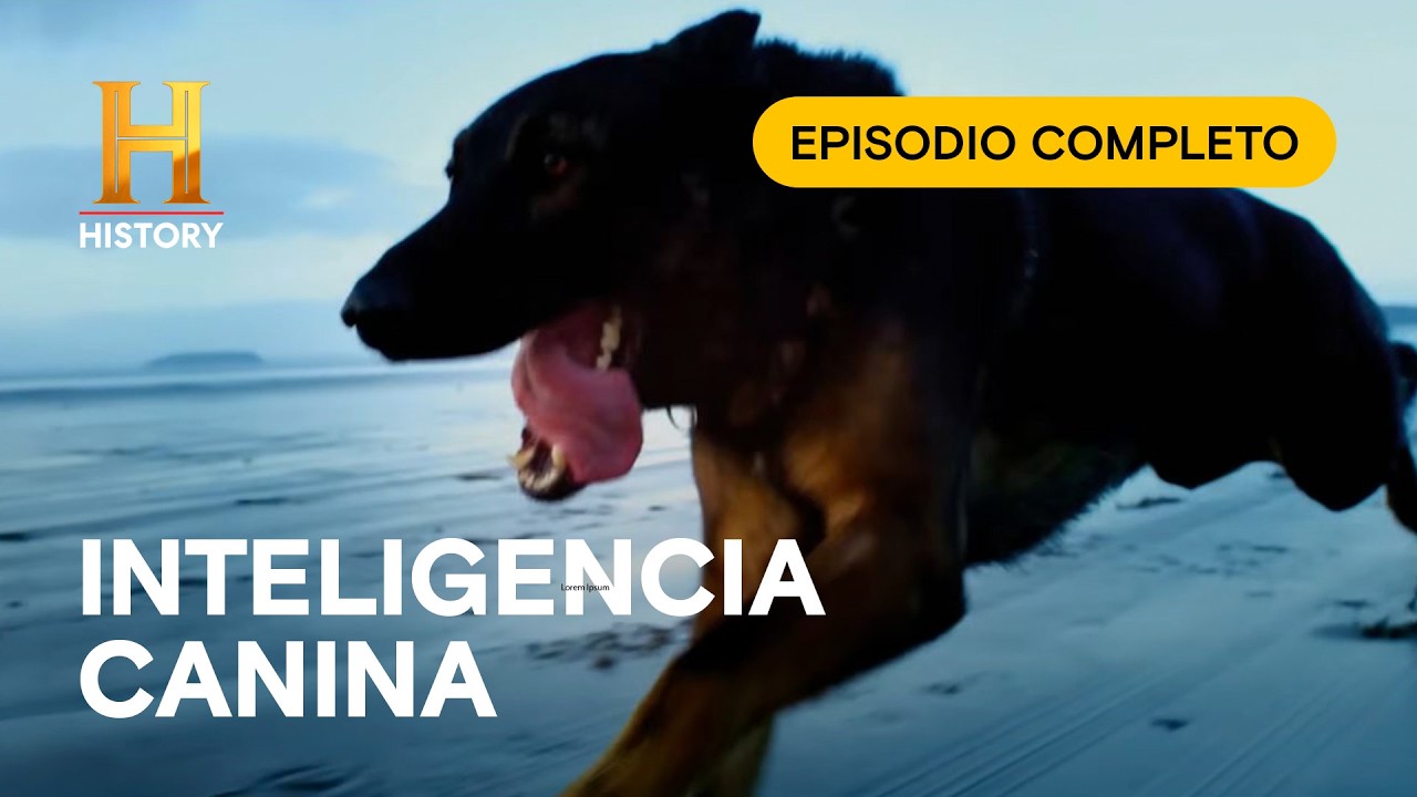 ¡INCREÍBLE! El perro que olió lo que los médicos NO pudieron ver 🐕🩺 - Inexplicable - Ep Completo