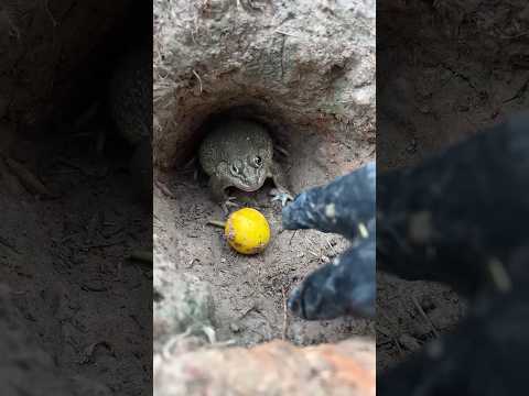 ขอมะเขือหน่อย#frog😱🐸🐸#funny #814