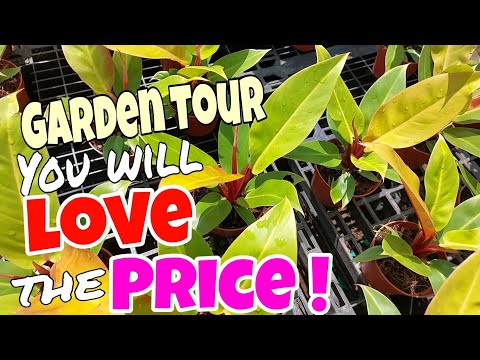 Garden Tour #1 Plants Prices Start at 25 up! #garden #best #visit #pots