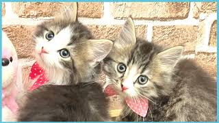 ペットショップCOO&RIKU No00703522(ラガマフィン)