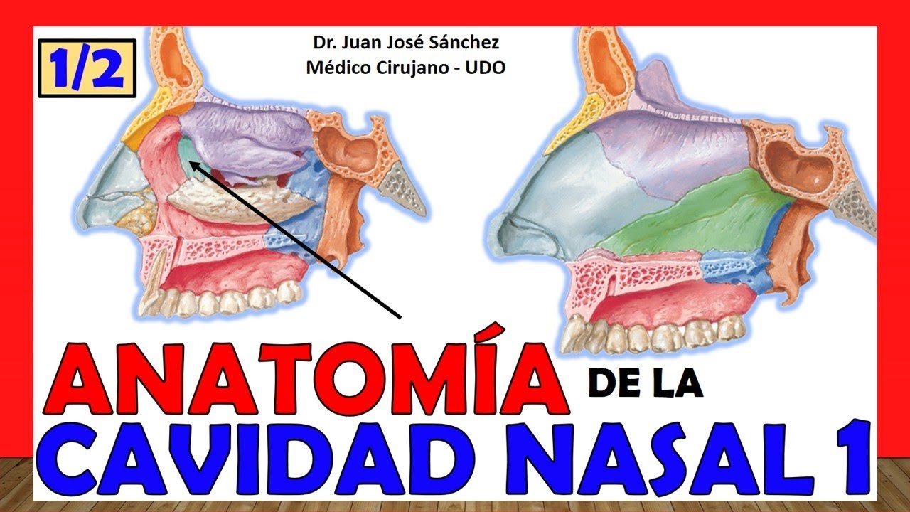 🥇 NASAL CAVITY 1. (1/2). Easy and Simple Explanation! (Bones, Limits and Relationships)