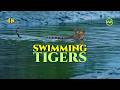 India S Swimming Tigers Hidden Mangrove Kingdom Of Sundarbans 4K