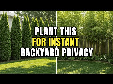 Plant These 5 Trees for Instant Backyard Privacy