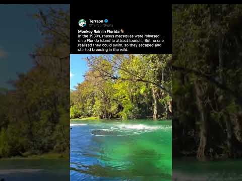 Why Are There Wild Monkeys in Florida? 🐒