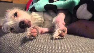 Maria The Chinese Crested Chilling