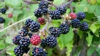 Time To Come Back To The Lord - Debra Eichler Elliott