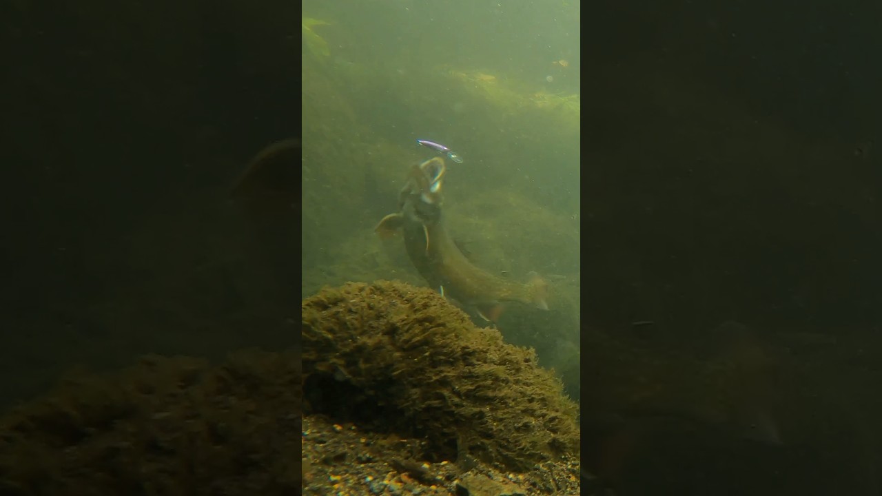 一瞬の油断。魚がルアーを弾き飛ばすまで。#fishing #エリアミノーイング #エリアトラウト