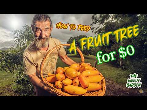 How to Feed a Fruit Tree for $0