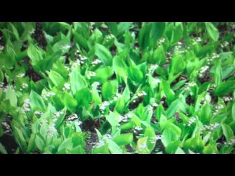 download lagu mp3 mp4 Lily Of The Valley For Sale, download lagu Lily Of The Valley For Sale gratis, unduh video klip Lily Of The Valley For Sale