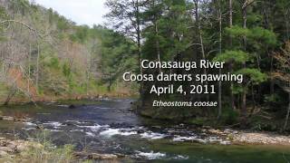preview picture of video 'Coosa Darters spawning, Etheostoma coosae, Conasauga River'