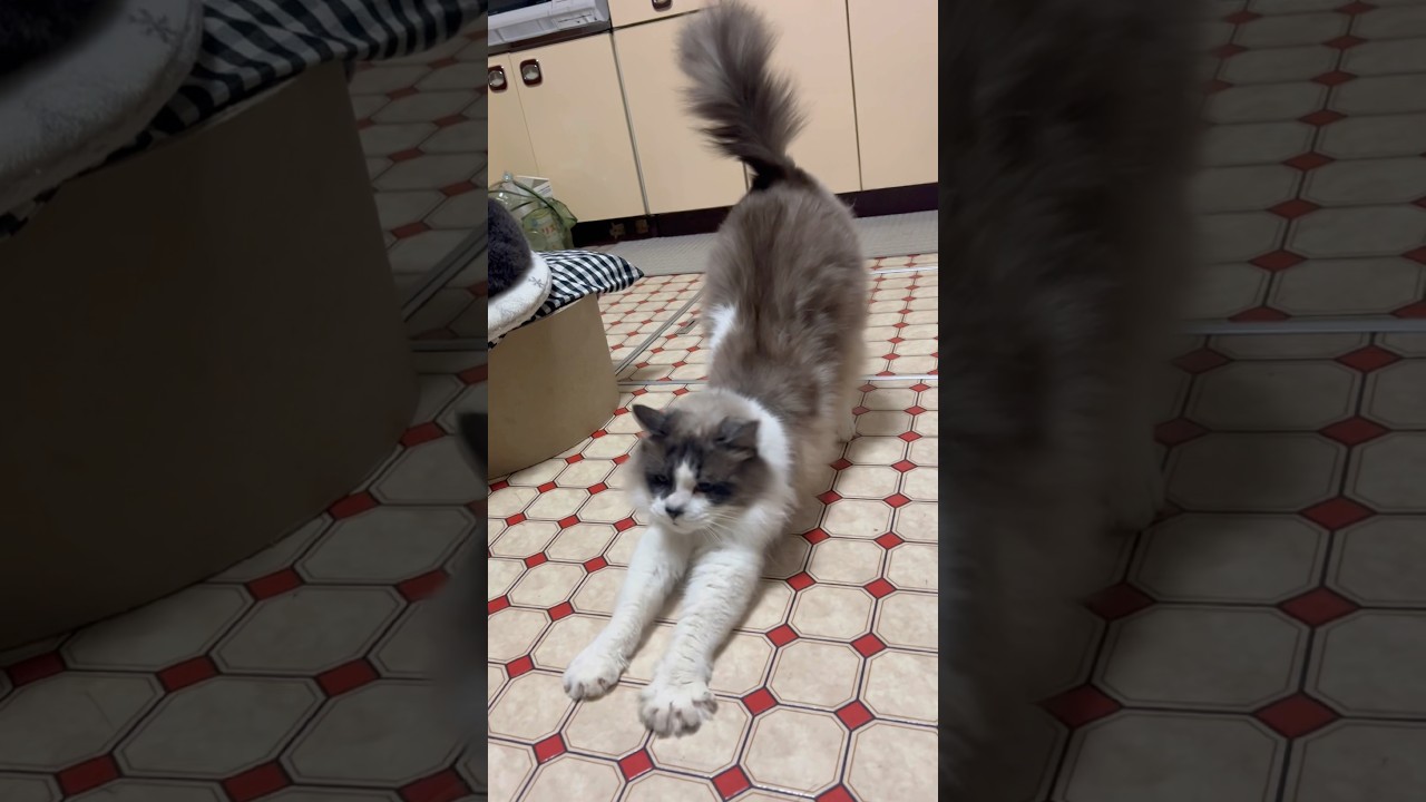 伸びぃ〜🐈‍⬛