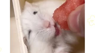 🍉
