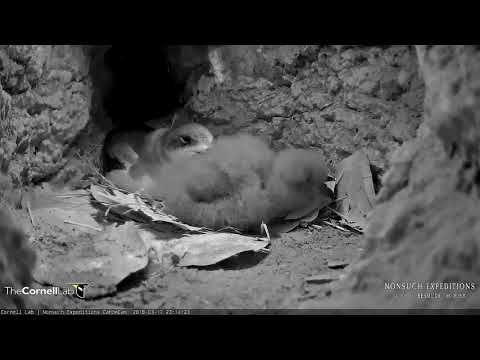 Adult Returns, Feeds and Preens Nestling, March 17, 2018 | Bermuda Cahow Cam