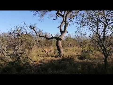 Lioness gets thrown out of tree by male