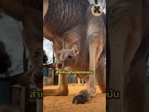 ความพิเศษของกระเป๋าหน้าท้อง￼