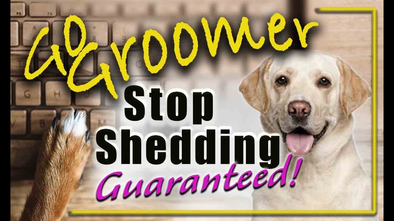 How to stop your dogs from shedding-guaranteed.
