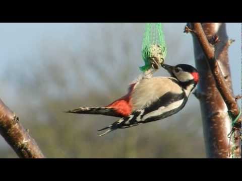 Woody Woodpecker at fat ball - Music: Song of the woodpecker by Billy Mitchell
