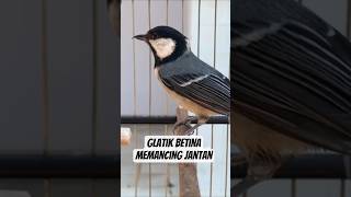 Download lagu Glatik Betina Gacor Bikin Nyaut #glatik #gelatik #gelatik batu #gelatikbatugacor #birdsong #short mp3