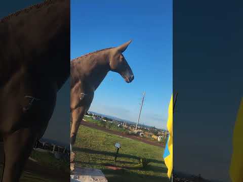 Rotary das mulinhas em Iporá GO