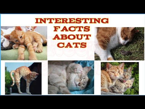Facts about Cats || Keep Learning Official ||