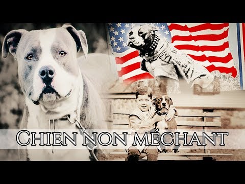 download lagu mp3 mp4 Origine Du Pitbull, download lagu Origine Du Pitbull gratis, unduh video klip Origine Du Pitbull